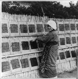A woman drying nori, 1890-1923