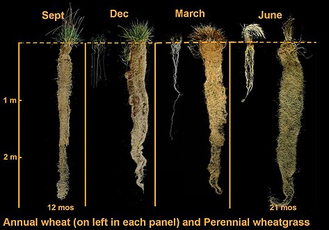 Roots compared to those of wheat (at left in each month)
