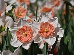 Daffodil - Narcissus pseudonarcissus 'Pyjama Party'