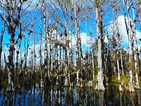 A stand of white cypress trees growing out of the water