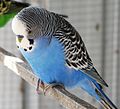 Blue male budgerigar