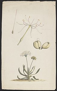 Crinum pedunculatum, flower and seeds above whole plant