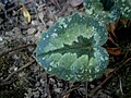 Cyclamen pseudibericum leaf