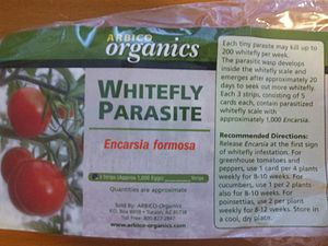 Encarsia formosa, a parasitoid, is sold commercially for biological control of whitefly, an insect pest of tomato and other horticultural crops.