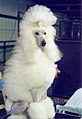 2 year old Standard Poodle