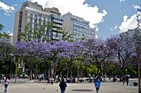 Jacarandas in bloom in Buenos Aires, Argentina during spring.