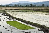 Rice fields in Karonga