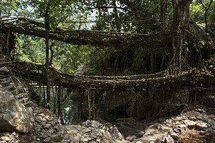 A double-decker living root bridge in Nongriat, Meghalaya