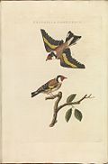 Fringilla carduelis (European goldfinch), print 168