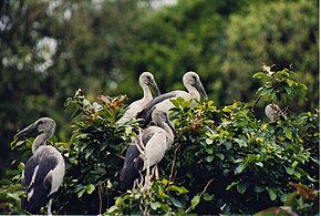 Open-billed storks