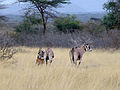 Oryx (Oryx beisa beisa) im Awash-Nationalpark