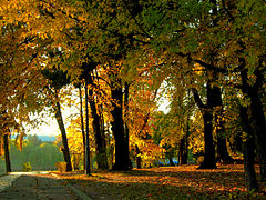 Alley in Herăstrău Park in autumn