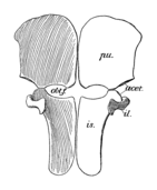 Diagram of the pelvis of Peloneustes, seen from above