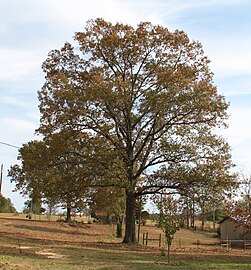 A mature tree in Marengo County, Alabama