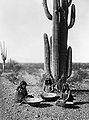 Saguaro gatherers