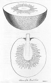 Two drawings of the inside of a breadfruit plant, showing the plant's thin outer skin, a thick white layer beneath the skin and a darker area near the core of the fruit