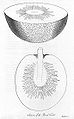 Sections of the breadfruit - an illustration from William Bligh's 1792 account of the mutinous A Voyage to the South Sea