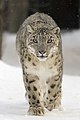 The Snow Leopard.