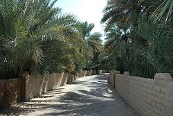 An alley in the oasis