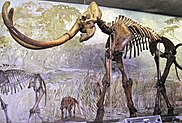 Skeleton of a mammoth with long, curved tusks