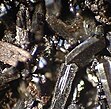 a haphazard aggregate of brownish crystals