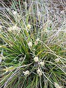 Cyperaceae (sedges), Yakutia 22,500 YBP,[26] Alaska and the Yukon 15,000-11,500 YBP[25][6]