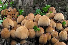 A cluster of about two dozen tawny-brown mushrooms growing from the base of a tree.