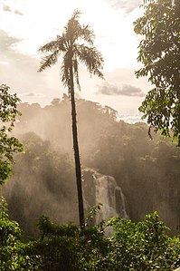 Syagrus romanzoffiana growing near the Iguaçu Falls