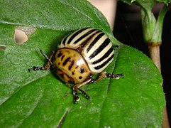 Adult beetle after emergence