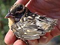 Fledgeling Black-headed Grosbeak that J. R., Robin, and Alexis rescued from a cat