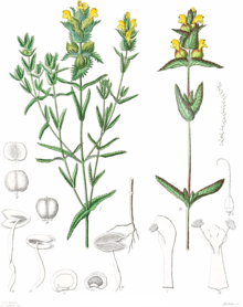old illustration of yellow rattle and its seeds