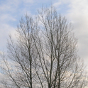 Bild eines Baumes, in das mit computergestützten steganographischen Methoden ein zusätzliches (nicht sichtbares) Bild einer Katze eingefügt ist.