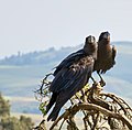 Thick-billed raven courtship, Simien Mountains, Ethiopia