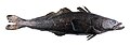 Image 77Patagonian toothfish (from Pelagic fish)