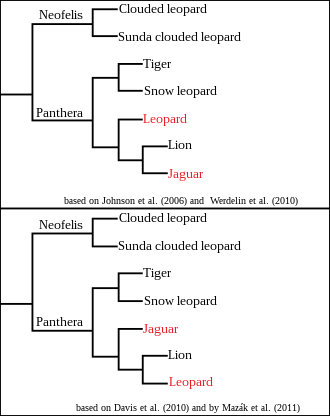 Two cladograms showing the evolution relationships between the lion, tiger, leopard, jaguar and snow leopard with clouded leopards as an outgroup. The top one shows that lions are closer to jaguar, while the bottom one shows them closer to leopards.