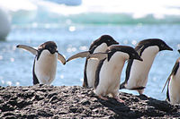 Adelie penguins, Pygoscelis adeliae, are white below and dark above, presumably to enable them to blend with the sea surface when seen from below, and with deep water when seen from above.