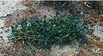 Astragalus algarbiensis