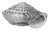 apertural view of the shell
