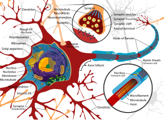 Complete labeled neuron.