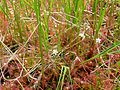 A dense carpet of flowering D. anglica on a quaking bog