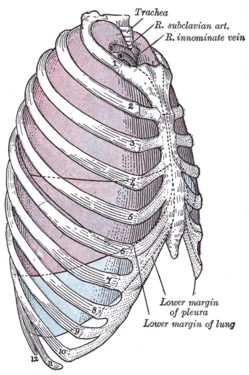 The first rib, which is removed in a first rib resection surgery, is labeled 1 in this image