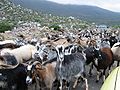 A herd of goats on the Greek highlands