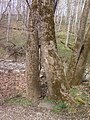 Fused sycamore trees (Platanus occidentalis)