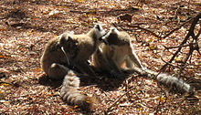 Two adult ring-tailed lemurs lick each other's face while a juvenile moves around on its mother's back.