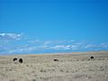 American bison grazing on Antelope Island