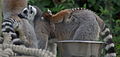 Ring-tailed Lemur and baby