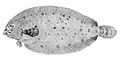 Deepwater flounder, Monolene sessilicauda