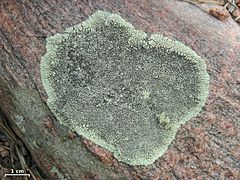 a rough pink rock with a pale green splotch with lobed edges and a darker centre studded with tiny, black-centred disks