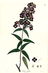 Illustration by native artist of Osbeckia, for Nathaniel Wallich’s Plantae Asiaticae Rariores, published in 1832