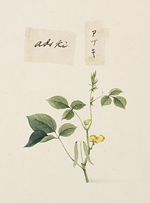 Illustration with historical kana アヅキ